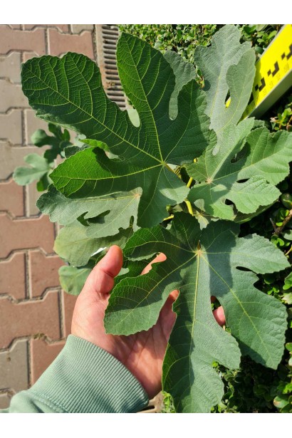 Інжир ремонтантний Далматський